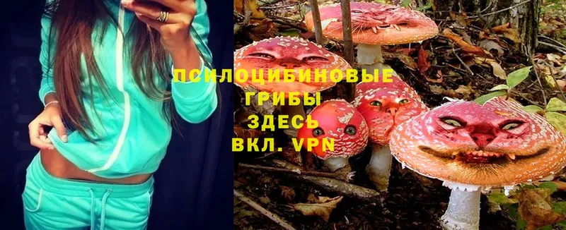 Галлюциногенные грибы Psilocybe  где купить наркотик  Волгореченск 